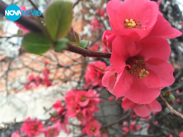 Красота от с. Вълчаново, гр. Средец, област Бургас