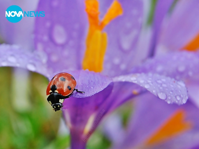 Калинките през месец март