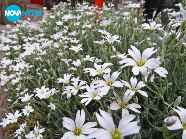 Пролетен сняг