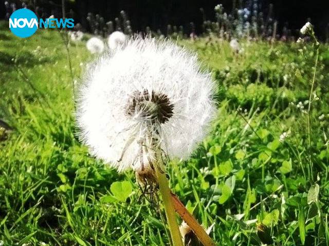 Пролетна красота