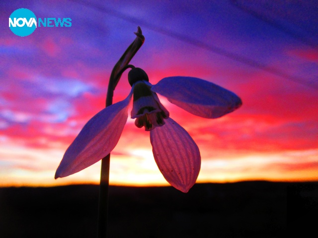 Красота и кокиче