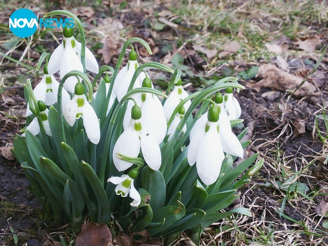 Първите кокичета в София