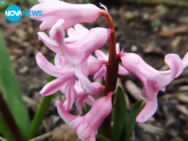 Честита първа пролет