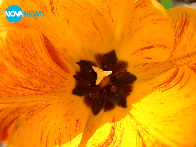 В цвета на изпъстрено жълто лале