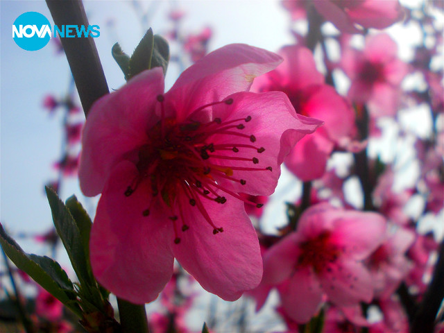 Пролетно ухание