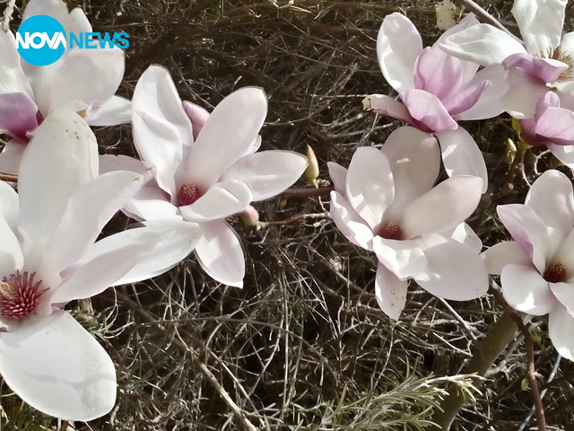 Една прекрасна магнолия