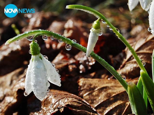 Капки роса върху кокичетата