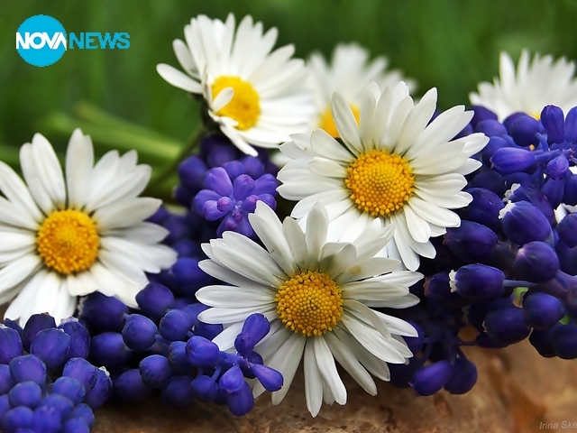 Пролетта е цвят