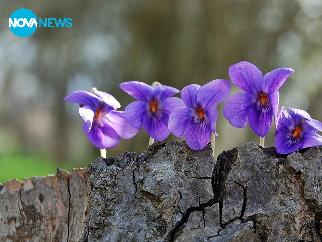 Насладата от пролетта