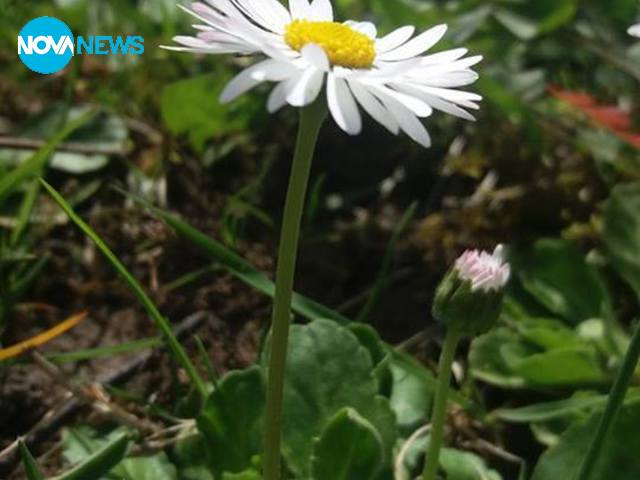 Жълта пролет