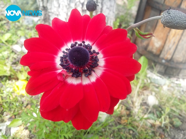 Красиво червено анемоне :)