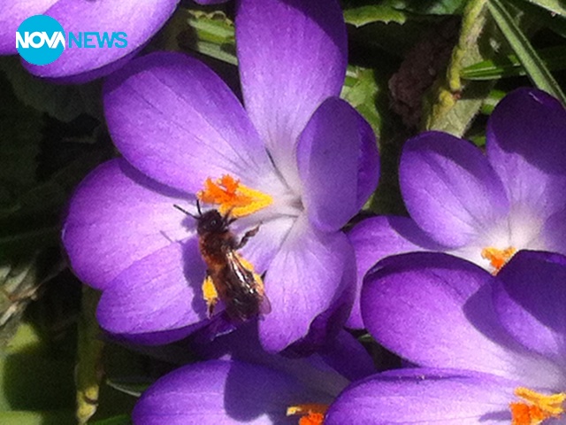 Пролет в с.Драгижево