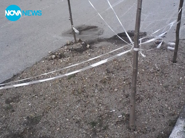 Дърво на асфалта