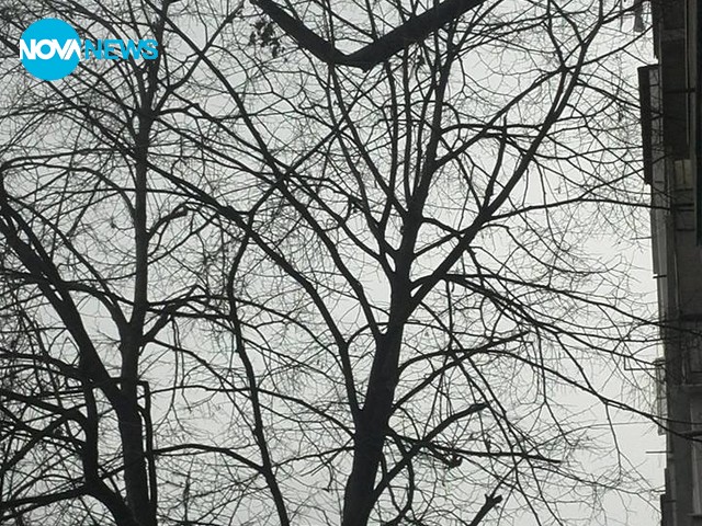 Опасен улук