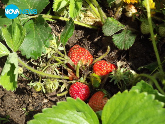 Зреят първите плодове