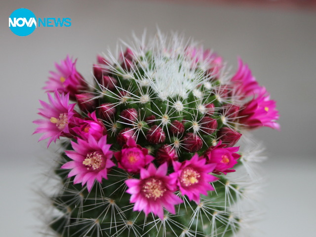 Пролетни снимки