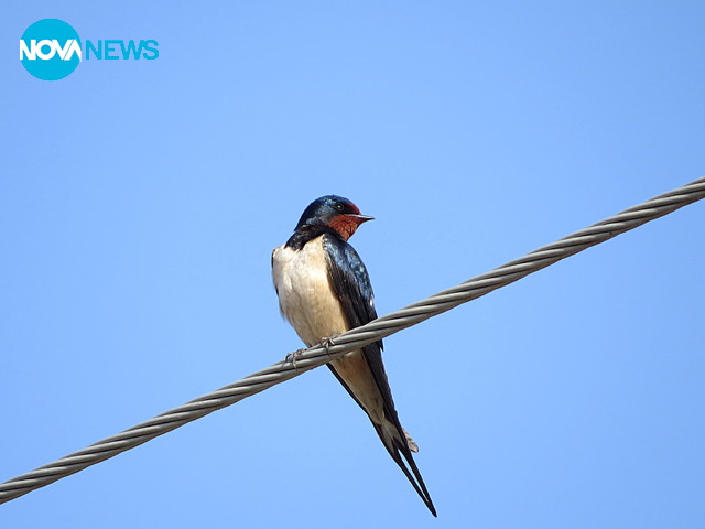 Първите лястовички дойдоха!