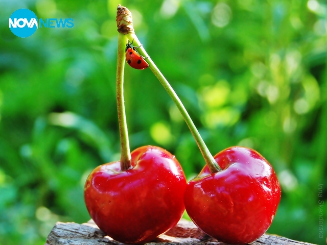 За калинките и черешките с любов