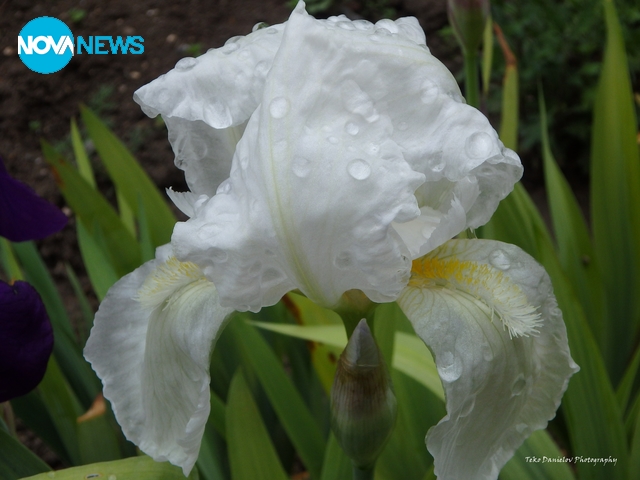 Капчици пролетен дъжд