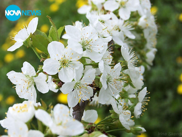 Цветчетата на черешката