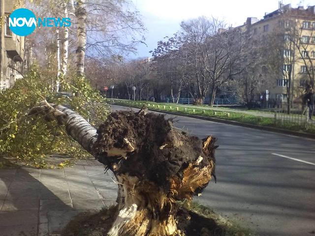 Дърво, съборено от силния вятър на тротоар