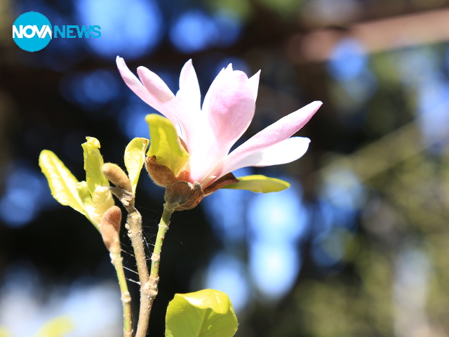 Цъфнала магнолия