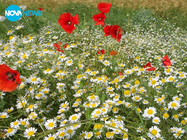 Цветно настроение