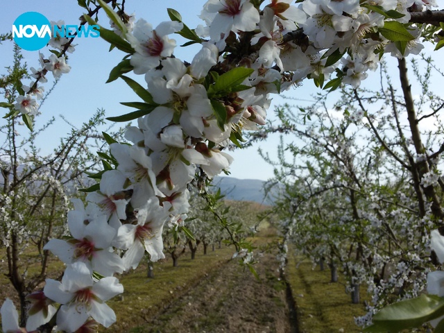 Бадемова градина