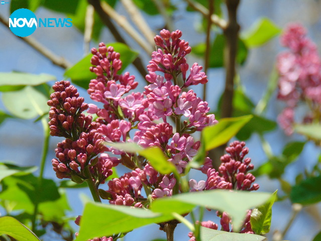 Люлякът цъфна