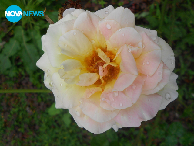 Окъпана от дъжда