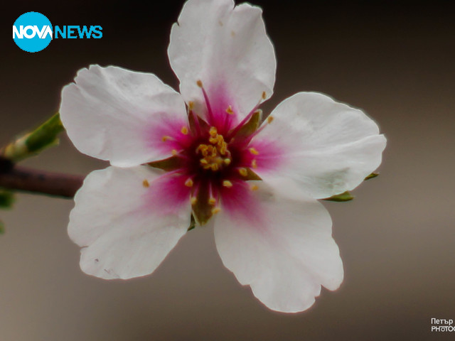 Пролетен цвят