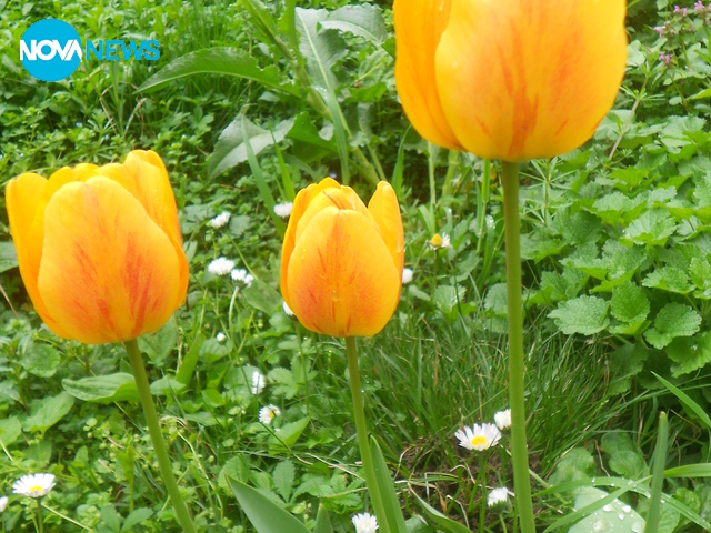 Окъпани от дъжда