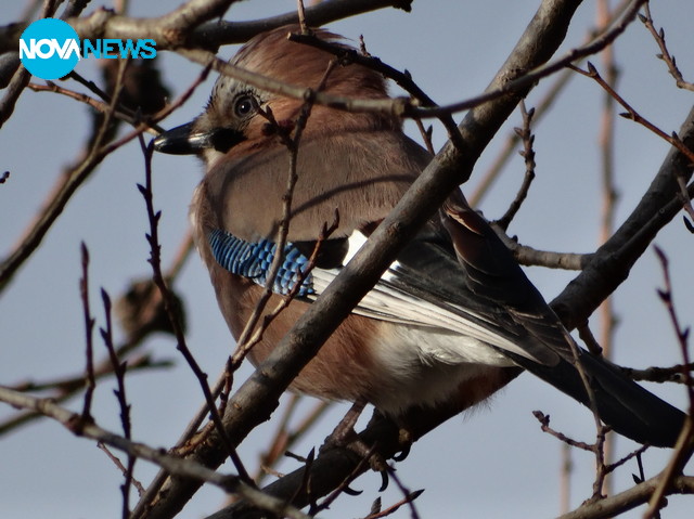 Скрита в клоните