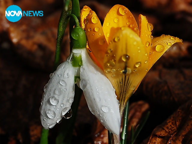 Пролетна прегръдка