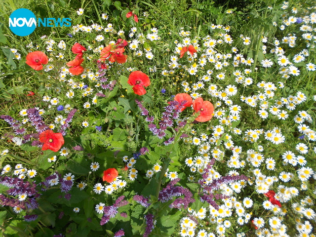 Пролетно настроение