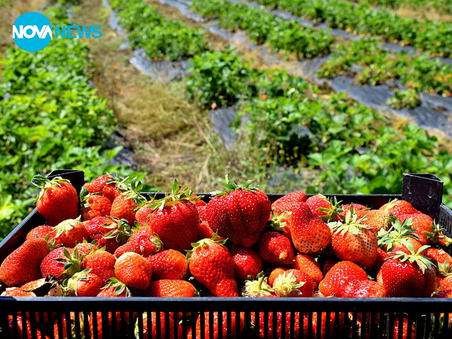 Беритбата на ягоди навлиза в разгара си