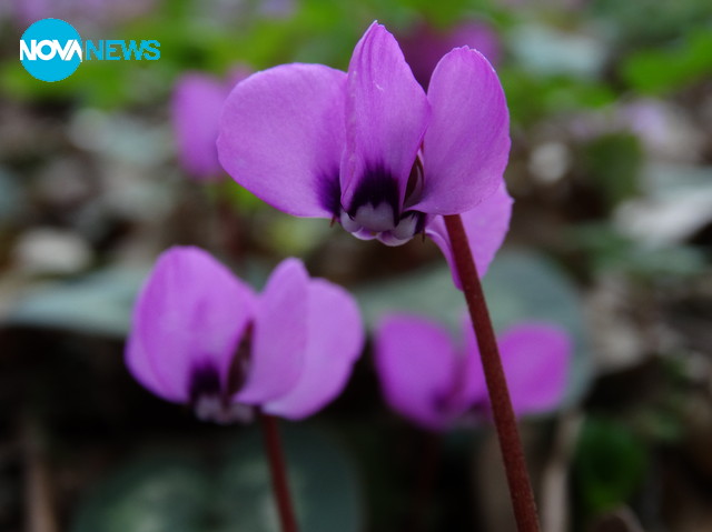 Честита Баба Марта!