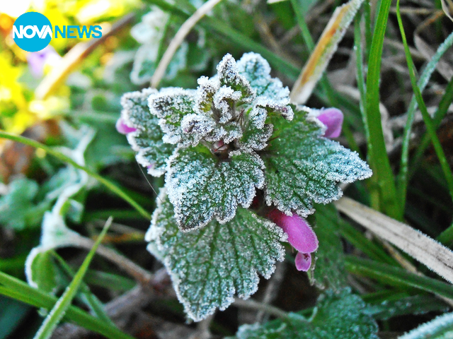 "Мъртва" коприва