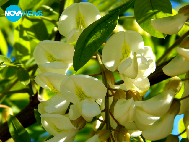 И акацията разцъфтя ...