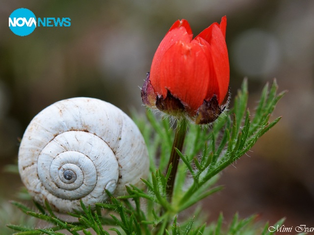 Свежи снимки