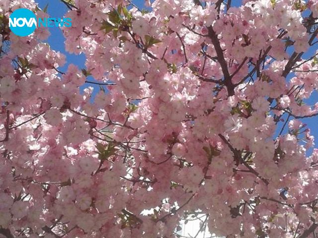 Пролетни цветове