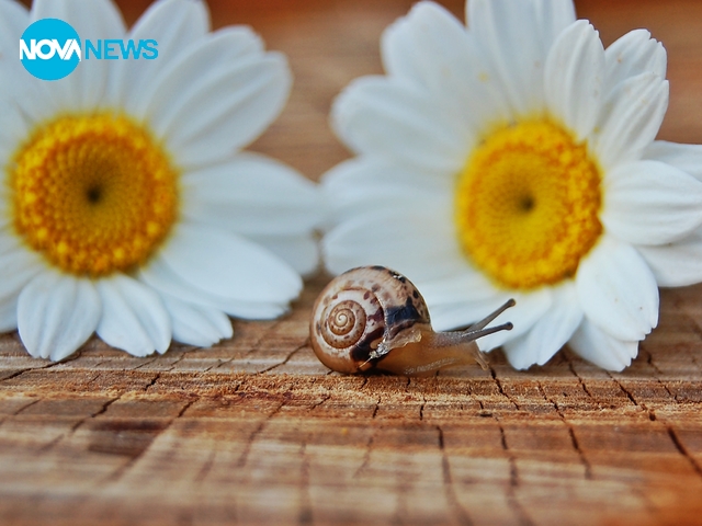 Маргаритки за настроение