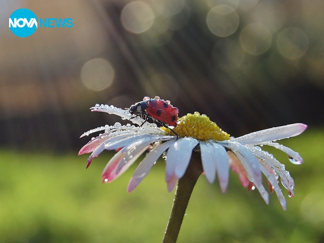 Още миг до пролетта