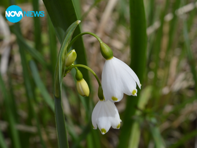 Пролетно настроение