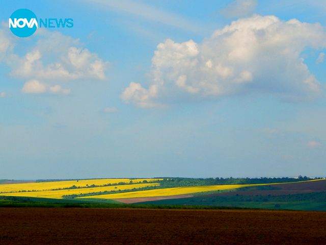 Цъфналата рапица