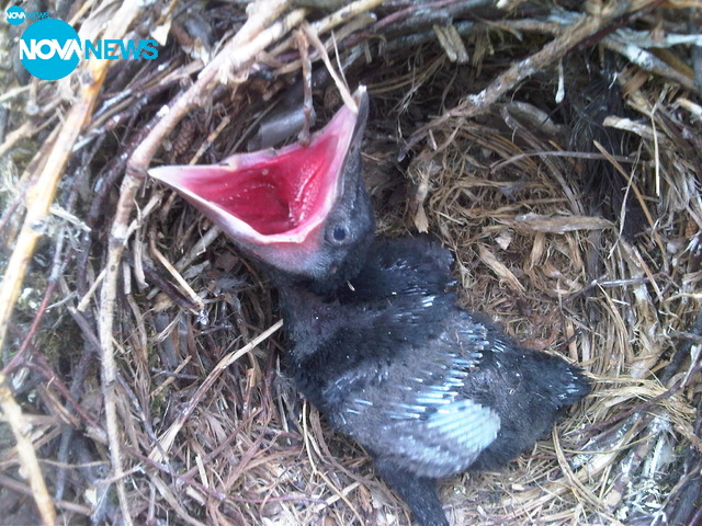 Унижожаване на дървета и птици в градска градина на Шумен