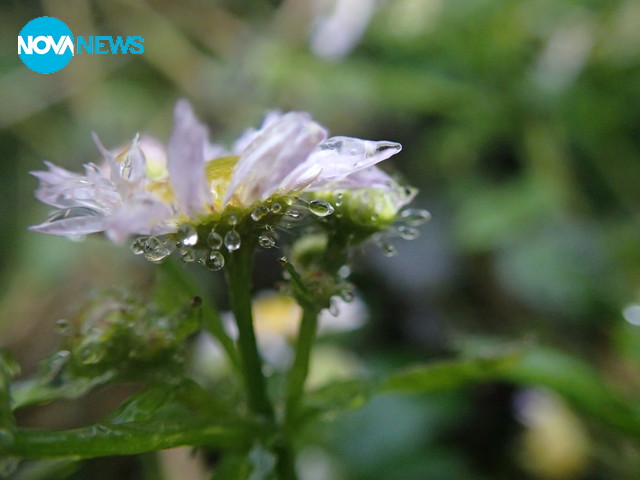 В ледена премяна