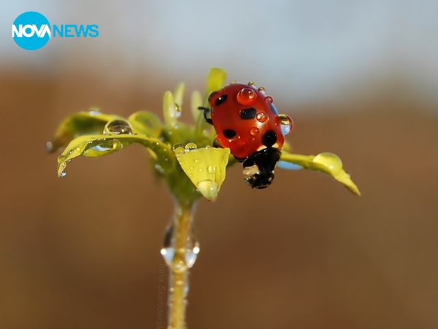 За прогнозата на времето