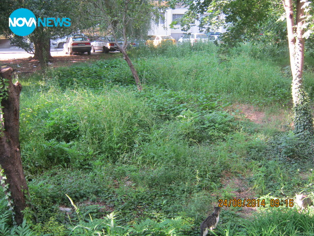 Буйна растителност