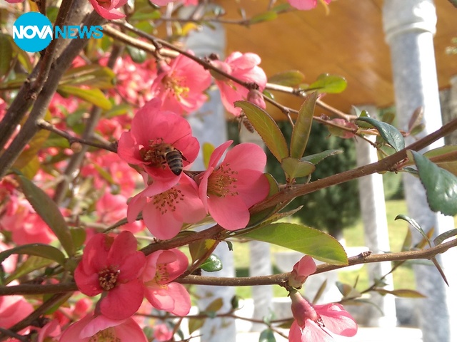 Пролетна красота